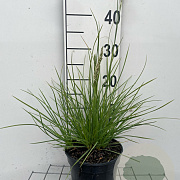 Sesleria autumnalis GM 2,0L