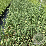 Typha latifolia GM 2,0L