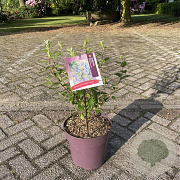 Ceanothus del. 'Gloire de Versaille 40 cm 10L