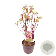 Cornus alba Miracle 40-60 cm 3,0L