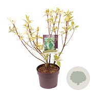Cornus alba 'Sibirica Variegata' 40-60 cm 3,0L