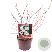 Philadelphus 'Virginal' 30-40 cm 3,0L