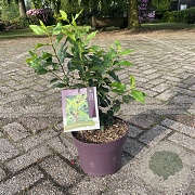 Prunus l. 'Angustifolia' 30-40 cm 5,0L