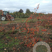 Amelanchier lamarckii 150-175 cm draadkluit meerstammig