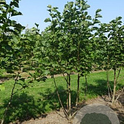 Magnolia 'Galaxy' 150-175 cm draadkluit meerstammig