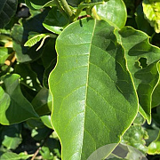 Magnolia 'Galaxy' 175-200 cm draadkluit meerstammig