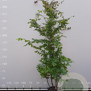 Parrotia persica 175-200 cm draadkluit meerstammig