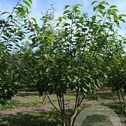 Prunus ser. 'Kanzan' 250-300 cm draadkluit meerstammig