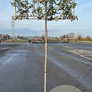 Quercus ilex 6-8 cm container 180 cm stam leiboom