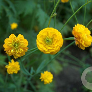 Ranunculus acris 'Multiplex' GM P9 BIO