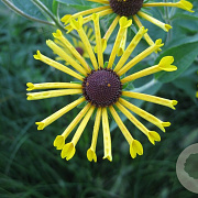 Rudbeckia subt. 'Henry Eilers' GM P9 BIO