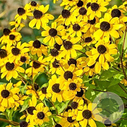 Rudbeckia triloba GM P9 BIO