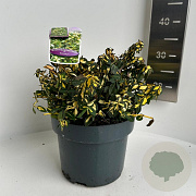 Euonymus fort. Blondy 30-35 cm 5,0L