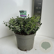 Euonymus fort. 'Emerald Gaiety' 20-25 cm 