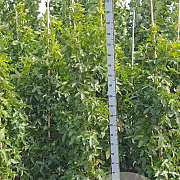 Liquidambar s. 'SlenderSilhouette' 175-200 cm met kluit