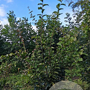 Parrotia persica 'Vanessa' 100-125 cm met kluit
