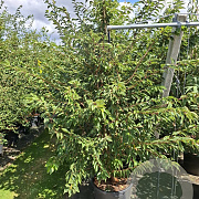 Prunus subh. 'Autumnalis Rosea' 150-175 cm 40L meerstammig