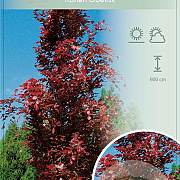 Fagus syl. 'Rohan Obelisk' 125-150 cm 10L