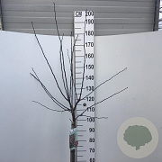 Malus toringo 'Freja' 90 cm stam 10L