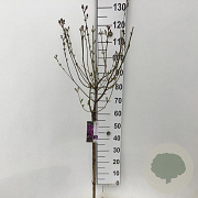 Syringa Dark Purple 60 cm stam 5,0L