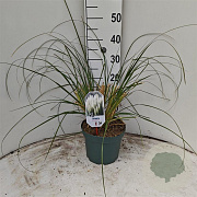 Cortaderia s. 'Sunningd. Silver' 50-60 cm 5,0L