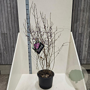 Callicarpa bod. 'Profusion' 125-150 cm 20L