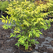 Euonymus alat. 'Compactus' 60-80 cm 7,5L