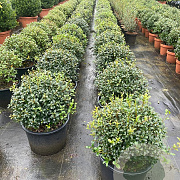 Osmanthus burkwoodii 45-50 cm 20L bol