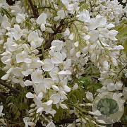 Wisteria flor. 'Alba' 70 cm 2,0L