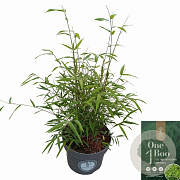 Fargesia angustissima 40-60 cm 5,0L
