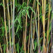 Fargesia nitida 'Great Wall' 200-250 cm 30L