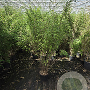 Fargesia nitida 'Volcano' 100-125 cm 5,0L