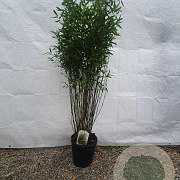 Fargesia 'Obelisk' 125-150 cm 10L