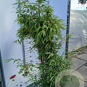 Fargesia 'Obelisk' 125-150 cm 25L