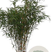 Fargesia robusta 'Pingwu' 100-125 cm 10L