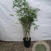 Fargesia rufa 100-125 cm 10L