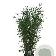 Fargesia 'Winter Joy' 125-150 cm 10L