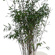 Fargesia 'Winter Joy' 125-150 cm 15L