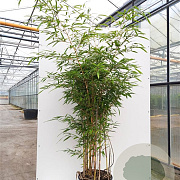 Phyllostachys Aureosulcata 