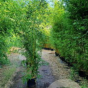 Phyllostachys aureos. 'Spectabilis' 300-400 cm 30L