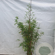 Phyllostachys aurea 150-175 cm 10L