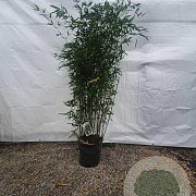 Phyllostachys bissetii 200-250 cm 18L