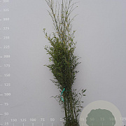 Phyllostachys bissetii 200-250 cm 18L
