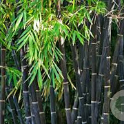 Phyllostachys nigra 200-250 cm 18L