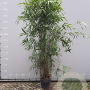 Pseudosasa japonica 250-300 cm 35L