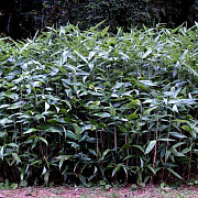 Sasa palmata nebulosa 100-150 cm 15L