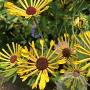 Rudbeckia subt. 'Little Henry' GM P9