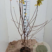 Acer campestre 100-125 cm 7,5L solitair