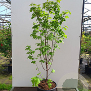 Acer griseum 100-125 cm cont. 55L meerstammig