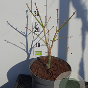 Acer shirasawanum 'Aureum' 20-25 cm 5,0L
